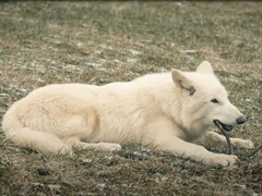 Em 1º de outubro de 2024, os primeiros lobos gigantes em mais de 10.000 anos viram a luz do dia no Texas. (Fonte da imagem: YouTube / Colossal Biosciences)