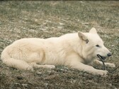 Em 1º de outubro de 2024, os primeiros lobos gigantes em mais de 10.000 anos viram a luz do dia no Texas. (Fonte da imagem: YouTube / Colossal Biosciences)