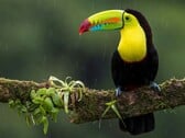 Um tucano pousado em um galho