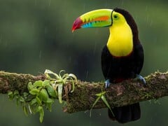 Um tucano pousado em um galho