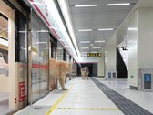 Um gato descendo do trem (Fonte da imagem: Xing's World via YouTube; captura de tela)
