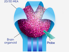 Os organóides contêm aglomerados de células cerebrais que podem desenvolver caminhos mais rápidos do que qualquer circuito digital. (Fonte de imagem: Frontiers of Science)