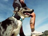 O Fi Ultra é preso à coleira do cão.