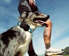 O Fi Ultra é preso à coleira do cão.