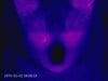 Olhos de gato