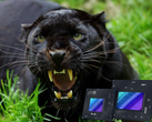 O Panther Lake poderia ser lançado em 2025 com as rápidas iGPUs Xe3. (Fonte de imagem: iStock + Intel)