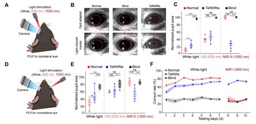 O teste do implante de retina de telúrio mostra que as pupilas de camundongos cegos respondem novamente à exposição à luz visível e infravermelha. (Fonte da imagem: Science. DOI: 10.1126/science.adu2987)