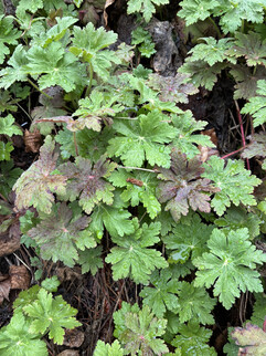 Uma imagem da câmera principal