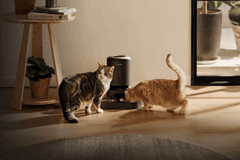Alimentador inteligente para animais de estimação Petlibro. Algumas unidades não conseguem distribuir ração devido à falta de energia.
