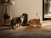 Alimentador inteligente para animais de estimação Petlibro. Algumas unidades não conseguem distribuir ração devido à falta de energia.