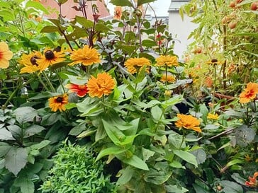 Foto tirada com o Samsung Galaxy A06