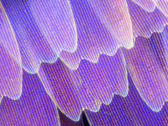Uma foto "microscópica" alegadamente tirada com o Find X3 Pro. (Fonte: Weibo)