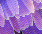 Uma foto "microscópica" alegadamente tirada com o Find X3 Pro. (Fonte: Weibo)