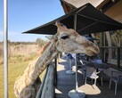 Parque do Leão e do Safári: Uma girafa decidiu se juntar a nós para o almoço (Fonte da imagem: Darryl Linington - Notebookcheck)