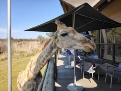 Parque do Leão e do Safári: Uma girafa decidiu se juntar a nós para o almoço (Fonte da imagem: Darryl Linington - Notebookcheck)