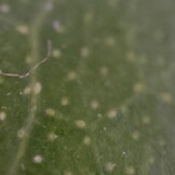 Foto do microscópio: Folha