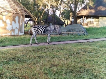 Uma zebra solitária vagando por aí (Fonte da imagem: Darryl Linington - Notebookcheck)