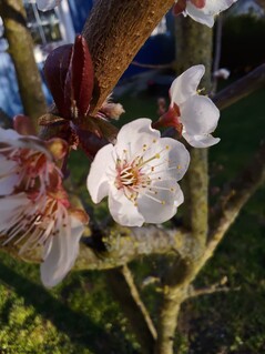 Foto com a câmera macro