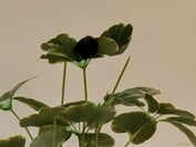 zoom 100x Pro Res