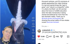 GatorChris explica em um vídeo que as baleias não se alimentam dessa forma