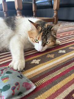 Uma imagem da câmera principal