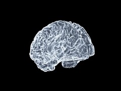 Uma imagem artística de um cérebro (Fonte da imagem: Shawn Day via Unsplash; editado)